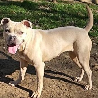 Aspen, Adoptable, Young Female American Bulldog.