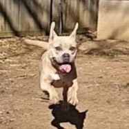 Enlarge Aspen, a Adoptable American Bulldog in Bixby, OK image 2/2