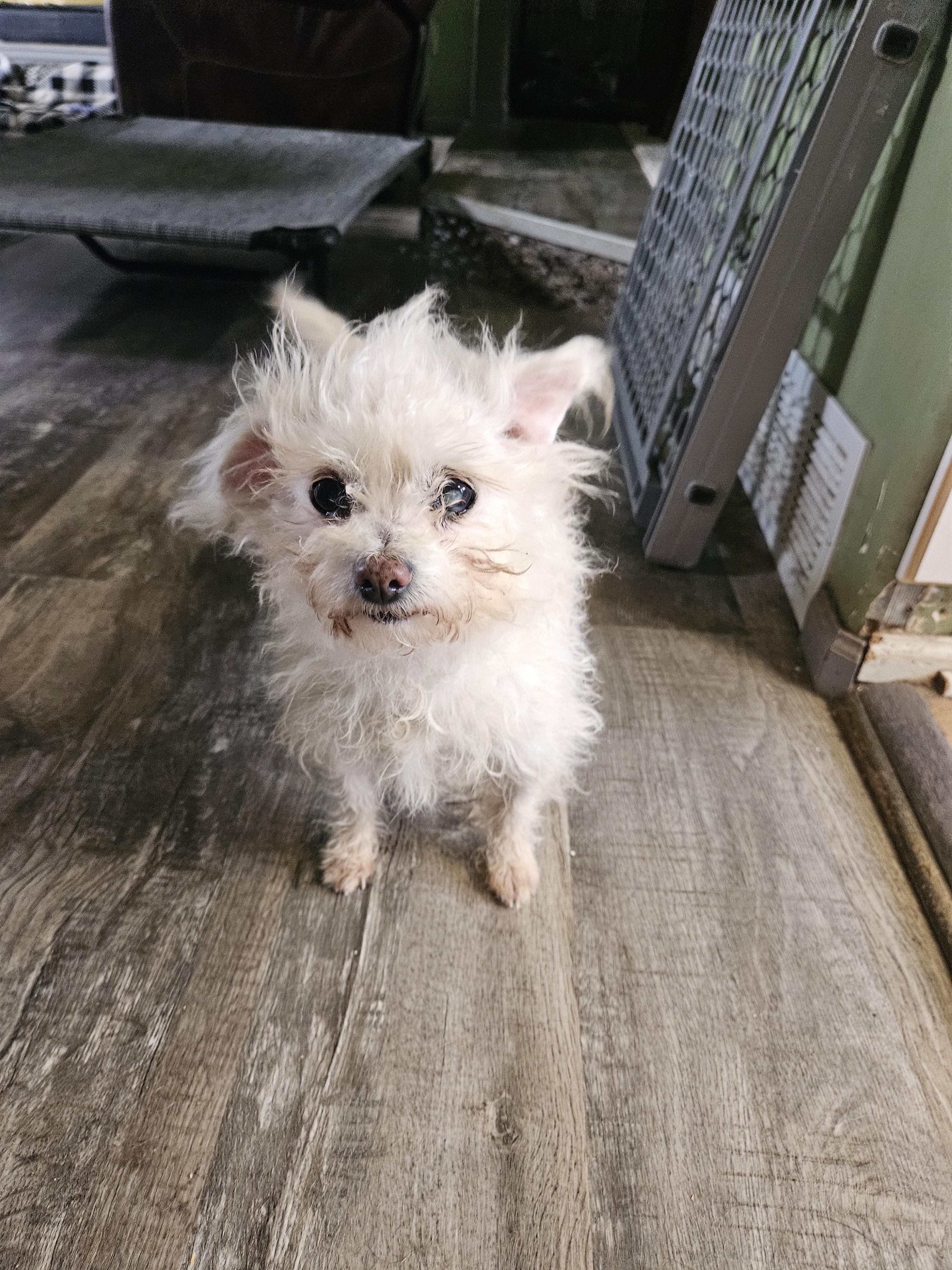 Nutella, Adoptable, Adult Female Bolognese & Poodle.