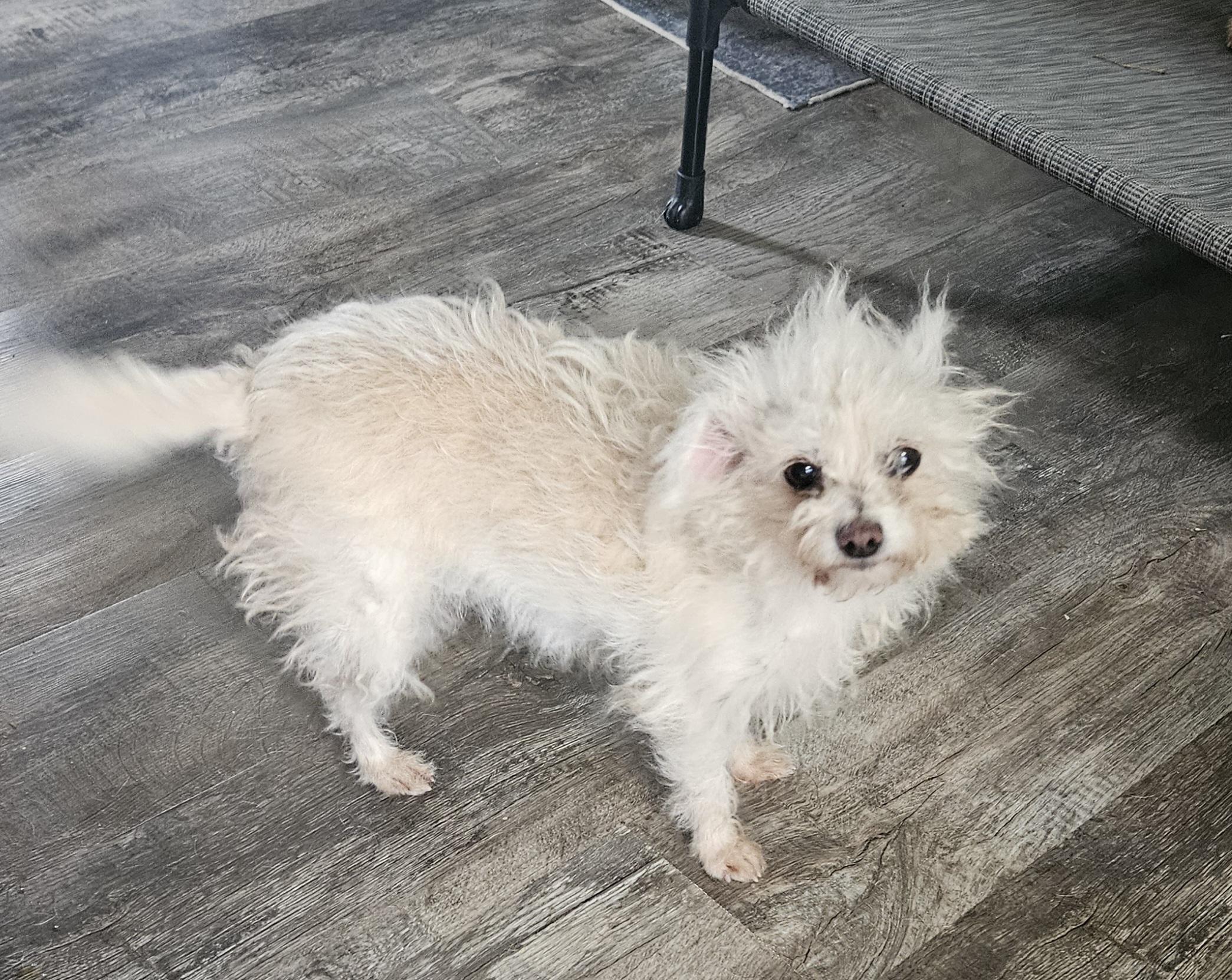 Enlarge Nutella, a Adoptable mixed breed in Windsor, CO image 2/6