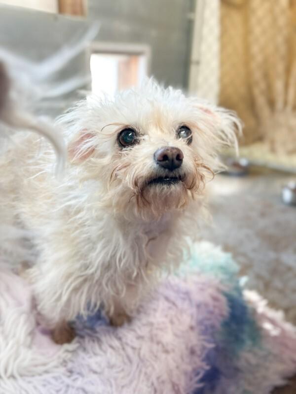 Enlarge Nutella, a Adoptable mixed breed in Windsor, CO image 3/6