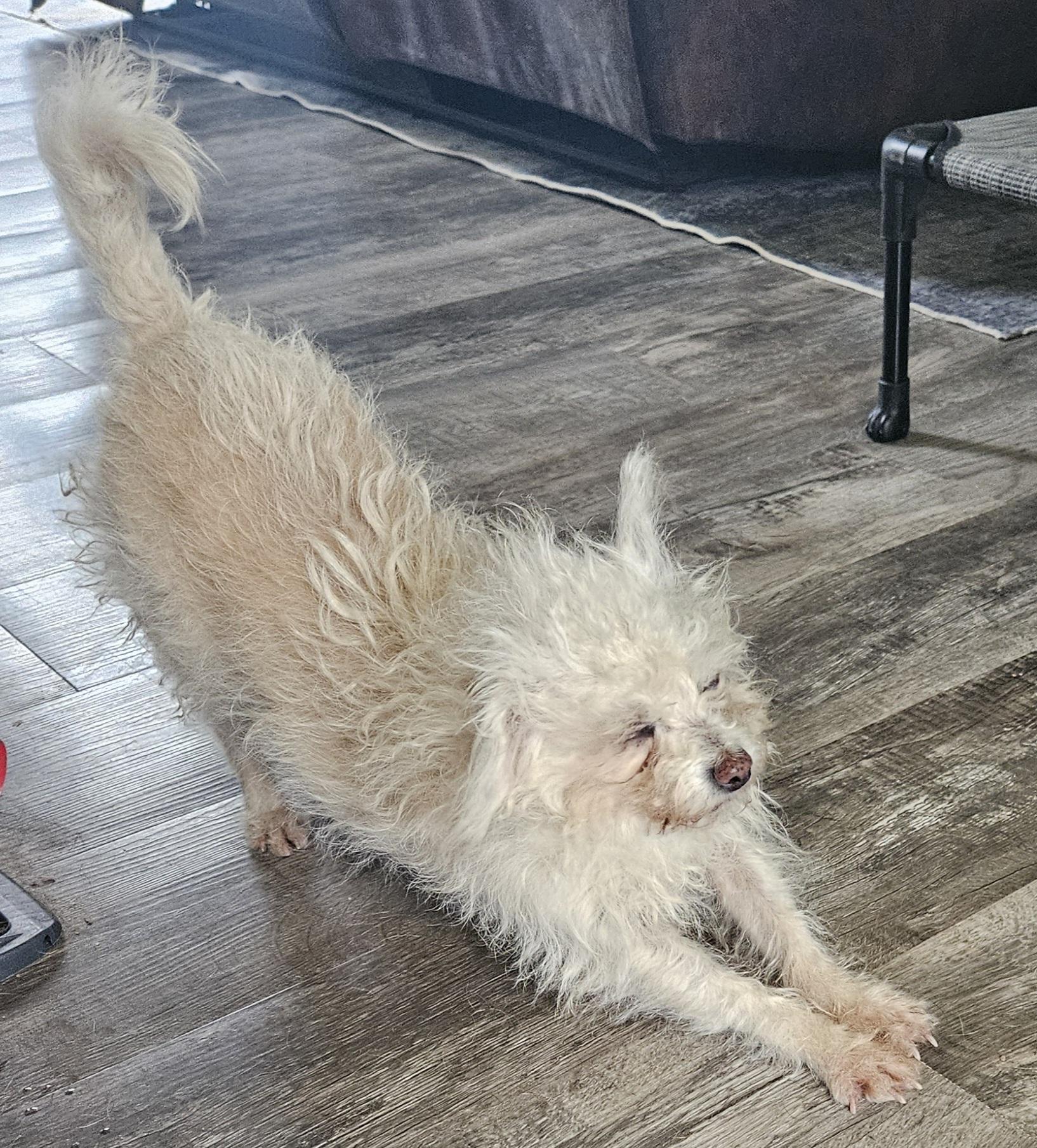 Enlarge Nutella, a Adoptable mixed breed in Windsor, CO image 4/6