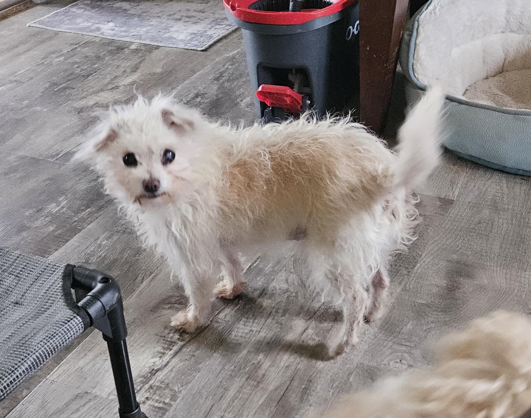 Enlarge Nutella, a Adoptable mixed breed in Windsor, CO image 6/6