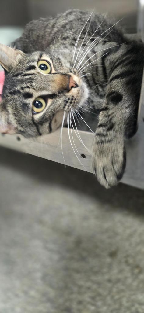 Xander, Adoptable, Young Male Domestic Short Hair.