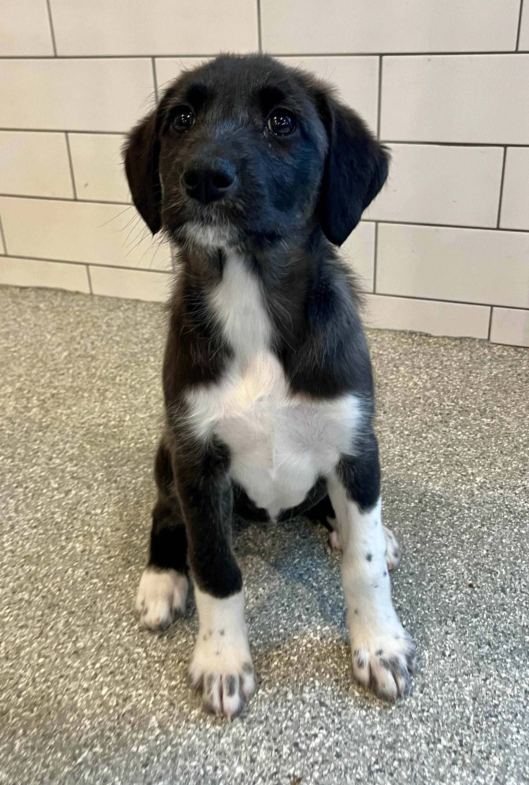 Enlarge Karina, a Adoptable mixed breed in Minneapolis, MN image 2/6