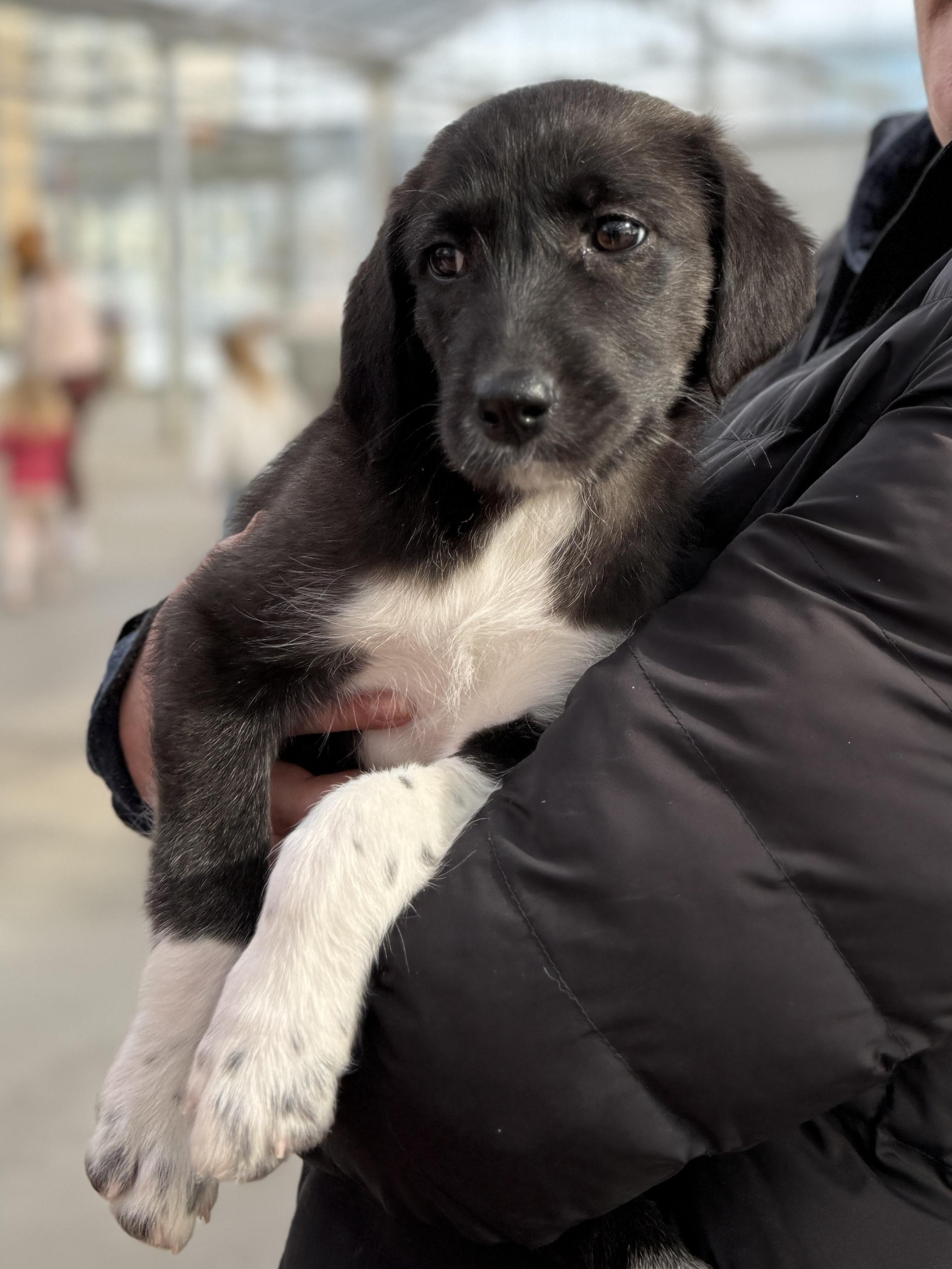 Enlarge Karina, a Adoptable mixed breed in Minneapolis, MN image 5/6