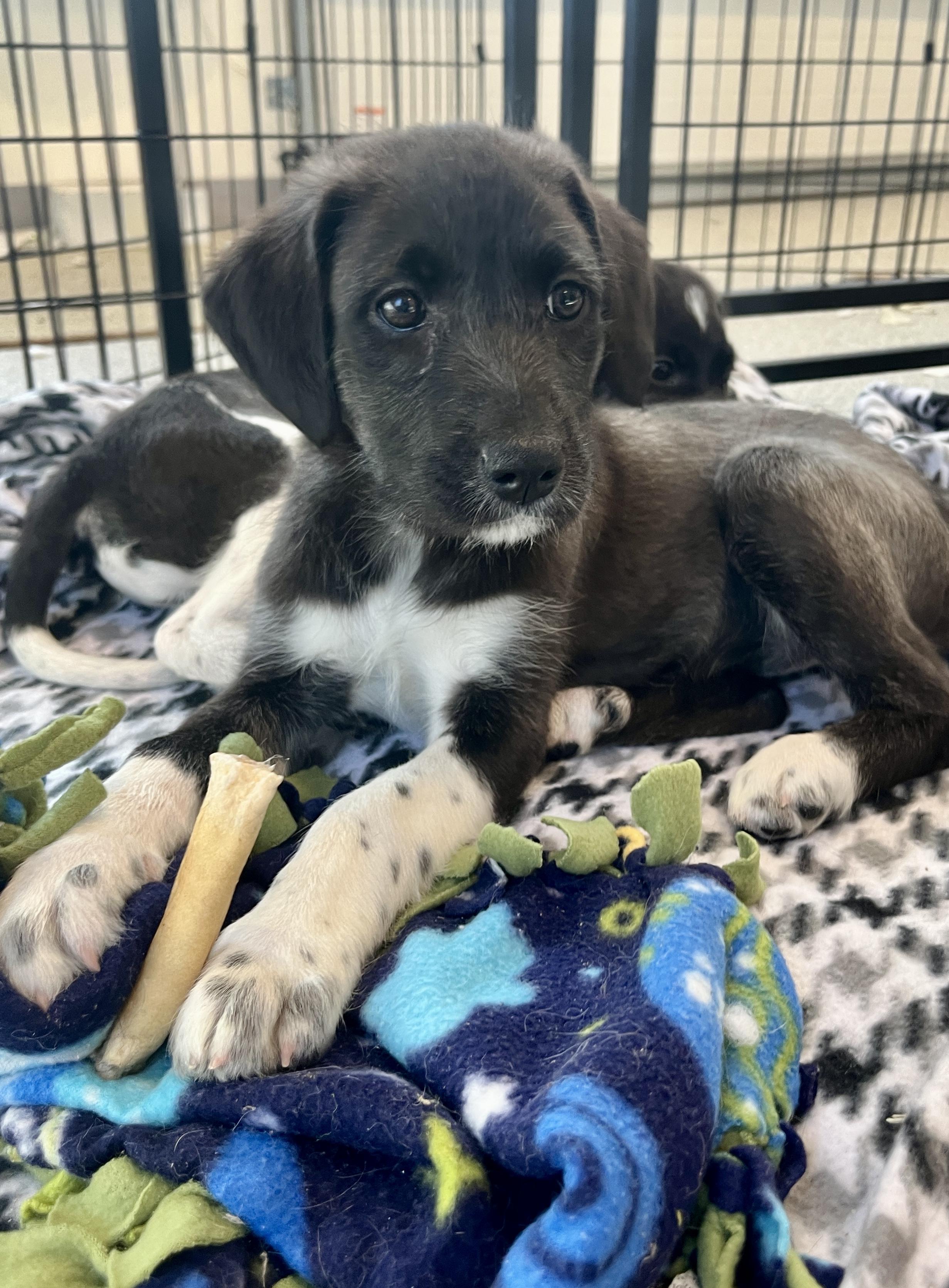 Karina, Adoptable, Puppy Female Great Pyrenees & Retriever.