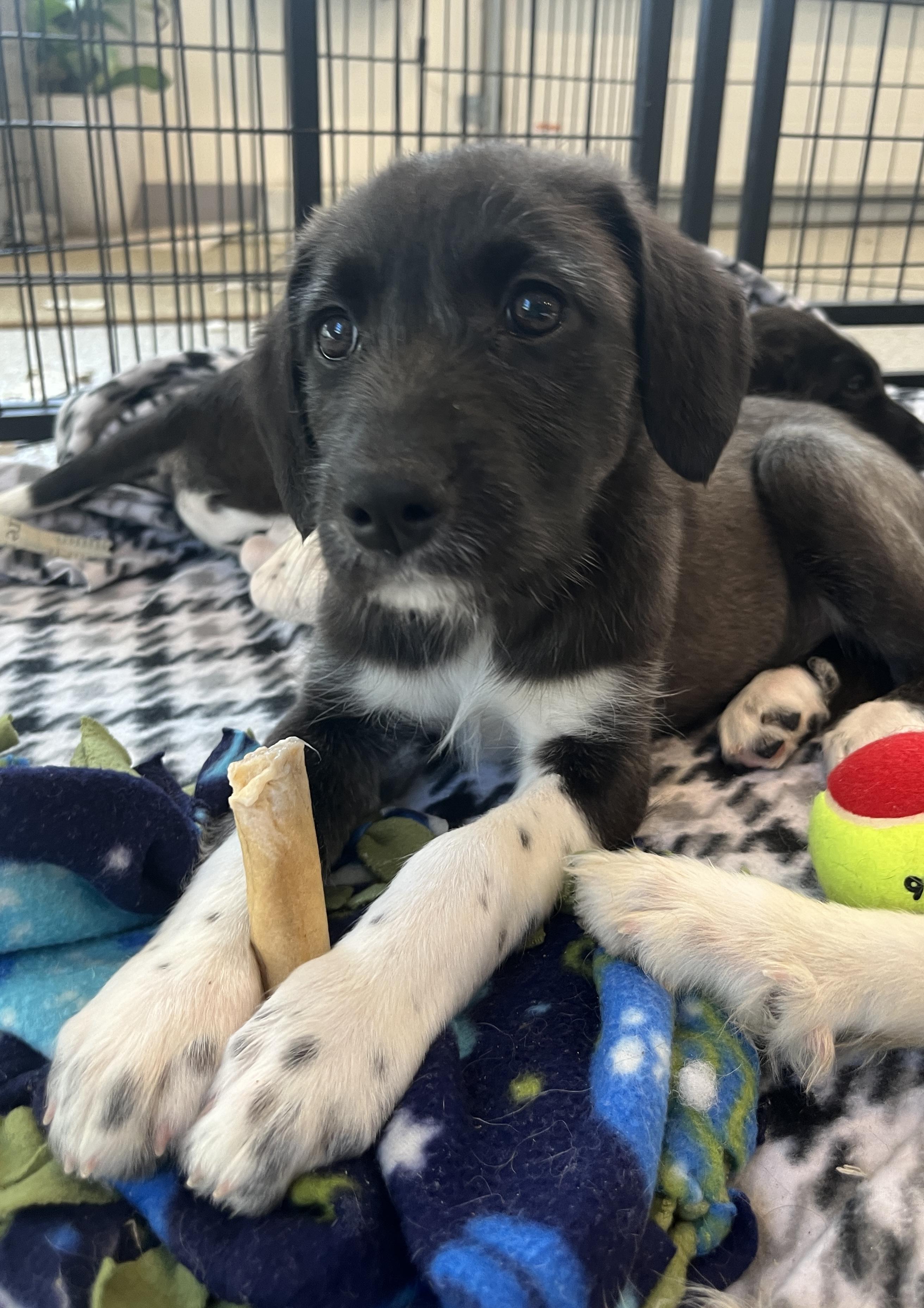 Enlarge Karina, a Adoptable mixed breed in Minneapolis, MN image 3/6