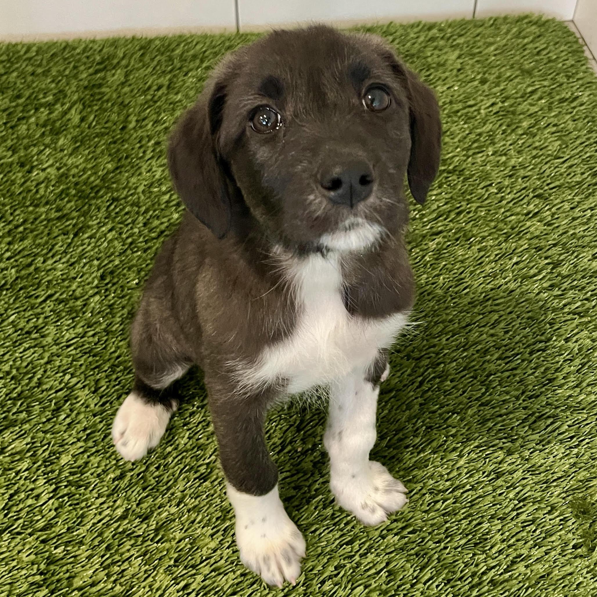 Enlarge Karina, a Adoptable mixed breed in Minneapolis, MN image 4/6