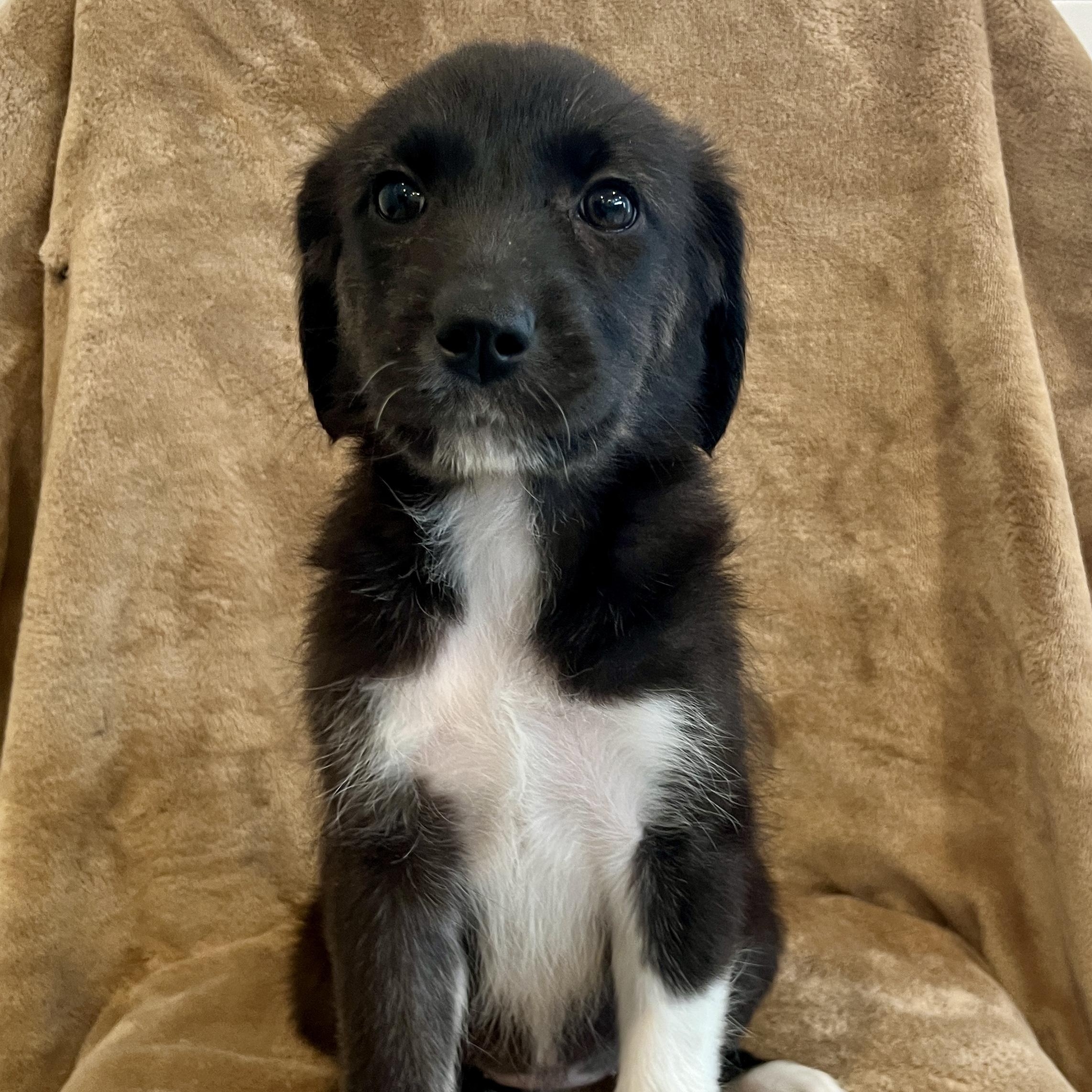 Enlarge Karina, a Adoptable mixed breed in Minneapolis, MN image 6/6