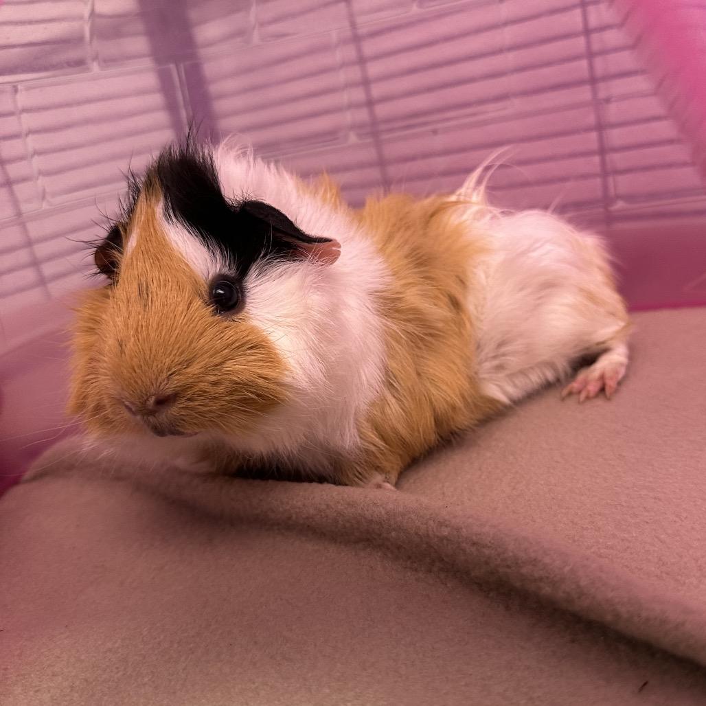 Cookie, Adoptable, Young Male Guinea Pig.