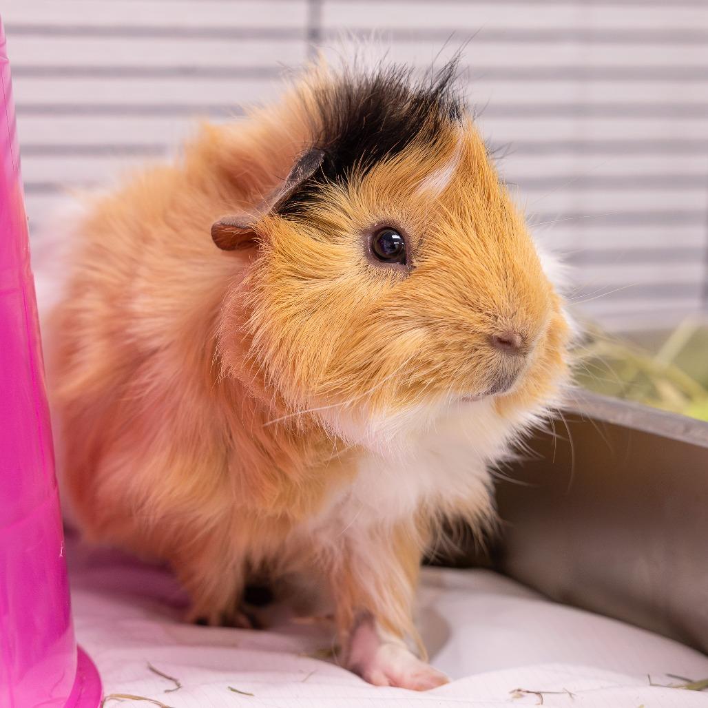 Enlarge Cookie, a Adoptable Guinea Pig in Mentor, OH image 2/3