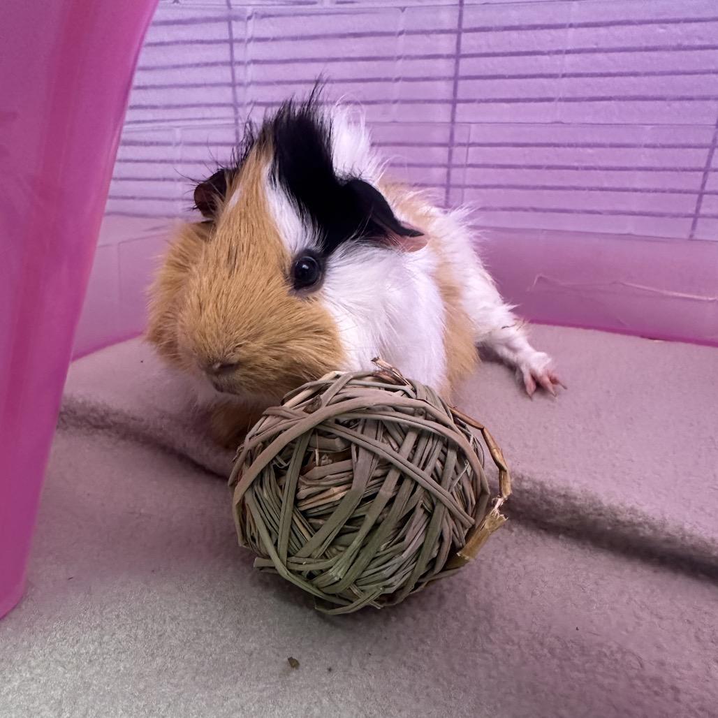 Enlarge Cookie, a Adoptable Guinea Pig in Mentor, OH image 3/3