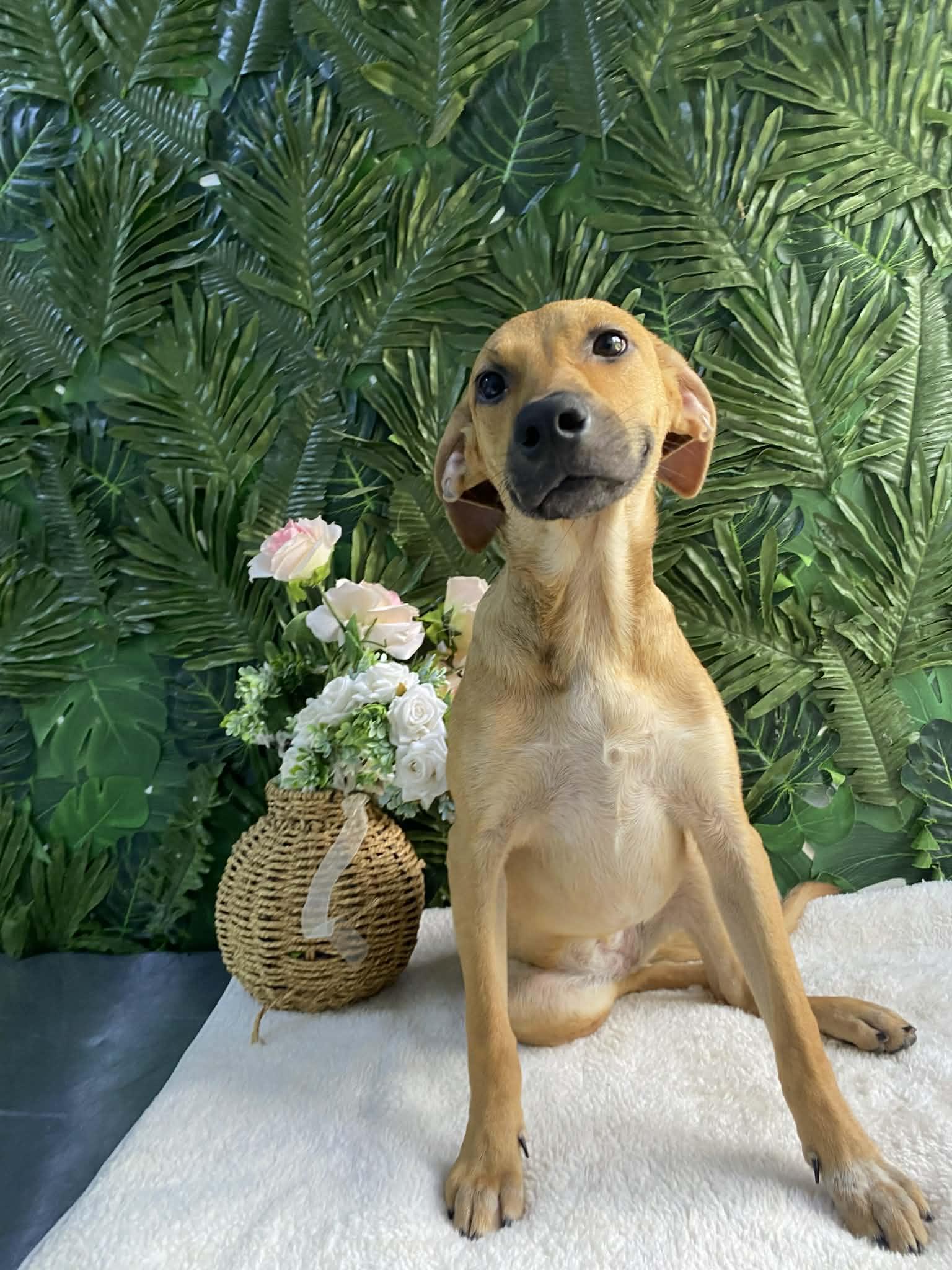 Enlarge Pretzel, an adopted Mixed Breed in Etobicoke, ON image 1/1