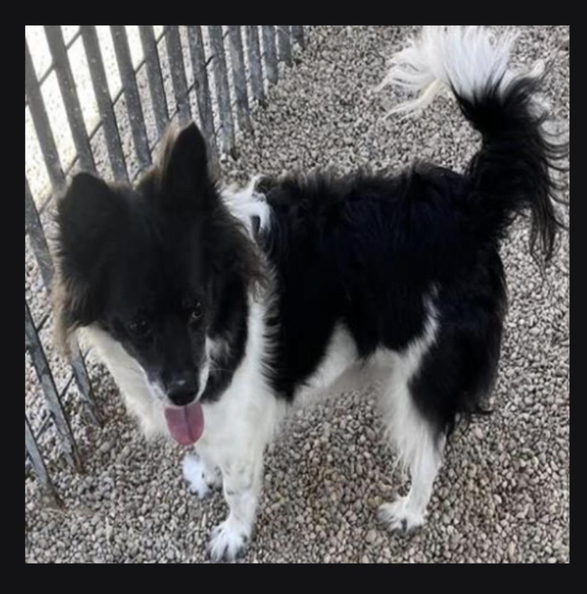 Enlarge Royce, a Adopted Pomeranian in Tucson, AZ image 1/1