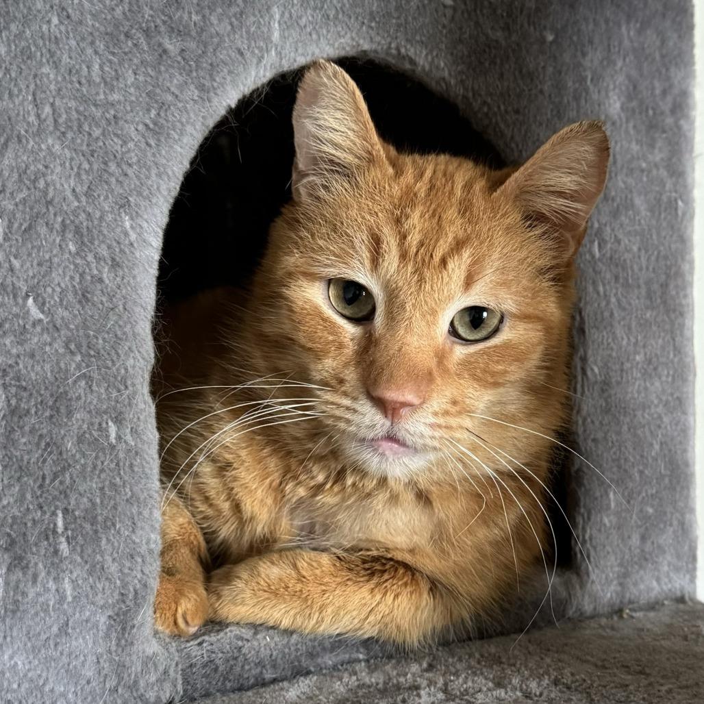 Enlarge Rhys, a Adoptable Domestic Short Hair in Goshen, IN image 1/1