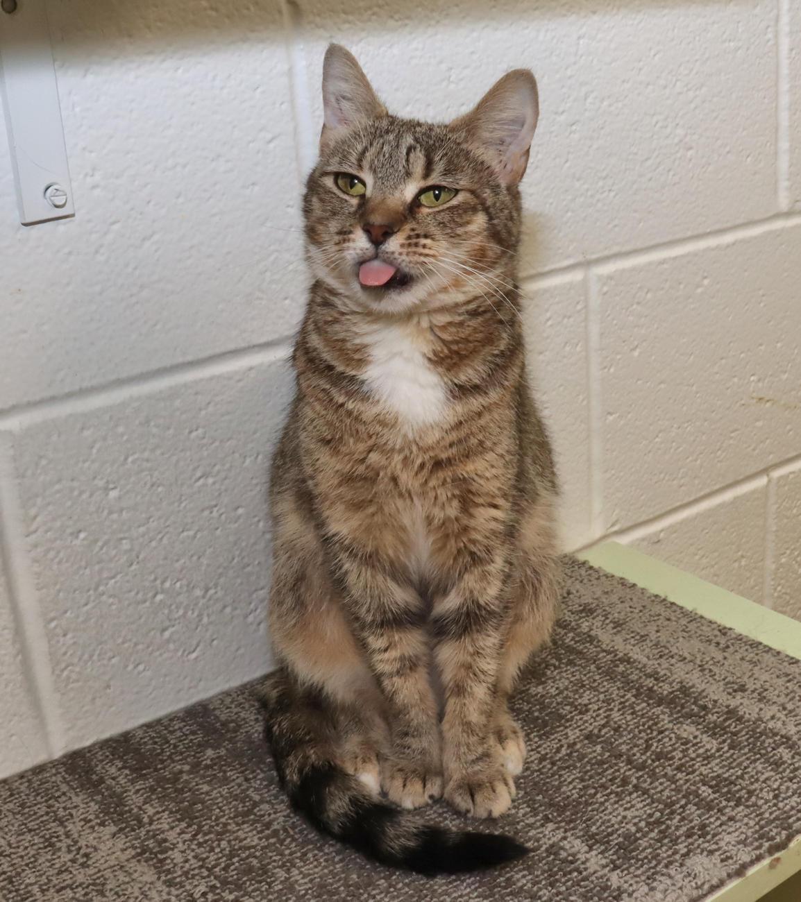 Maple, an adopted Tabby in Euclid, OH image 5/6