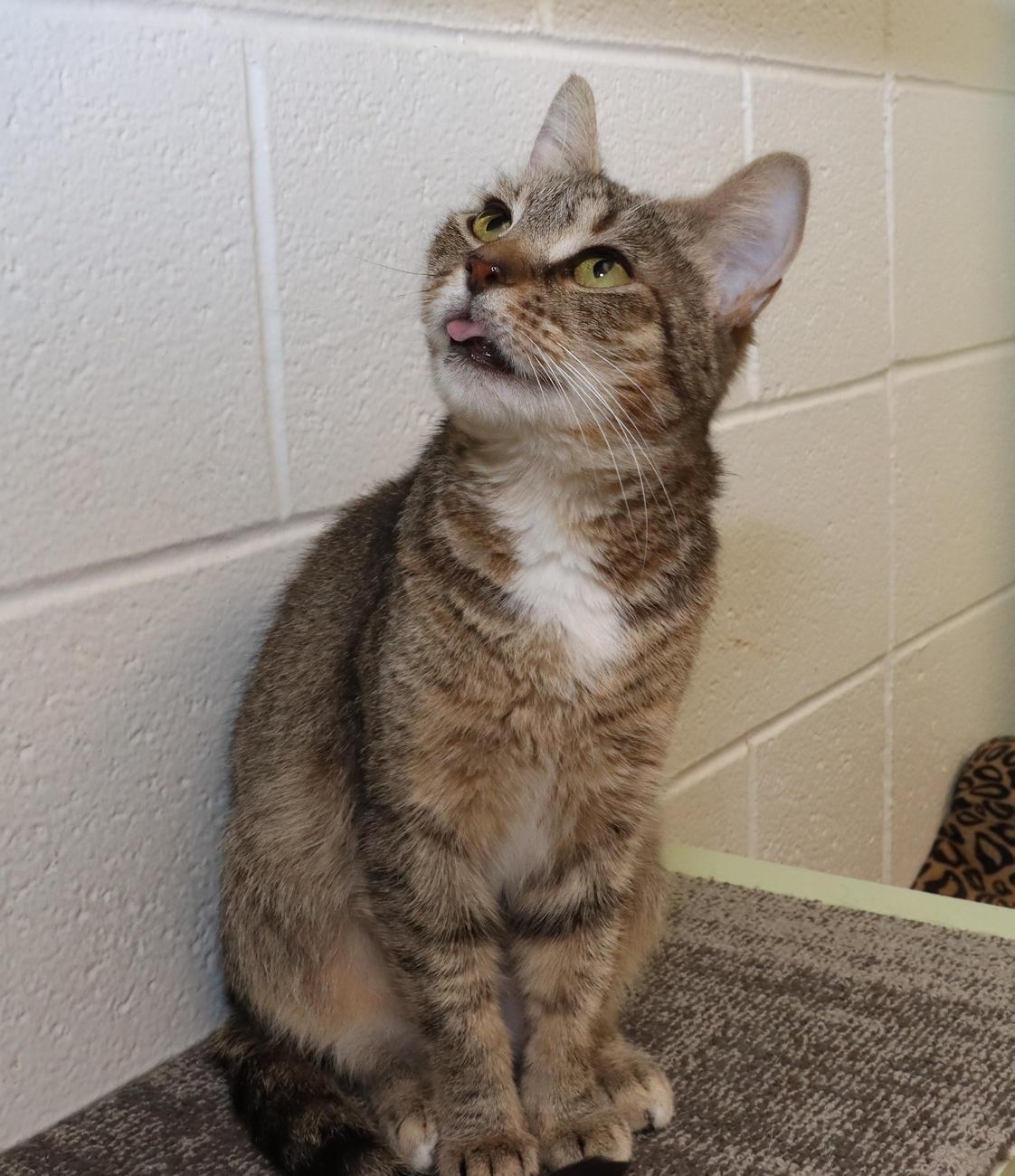 Maple, an adopted Tabby in Euclid, OH image 6/6