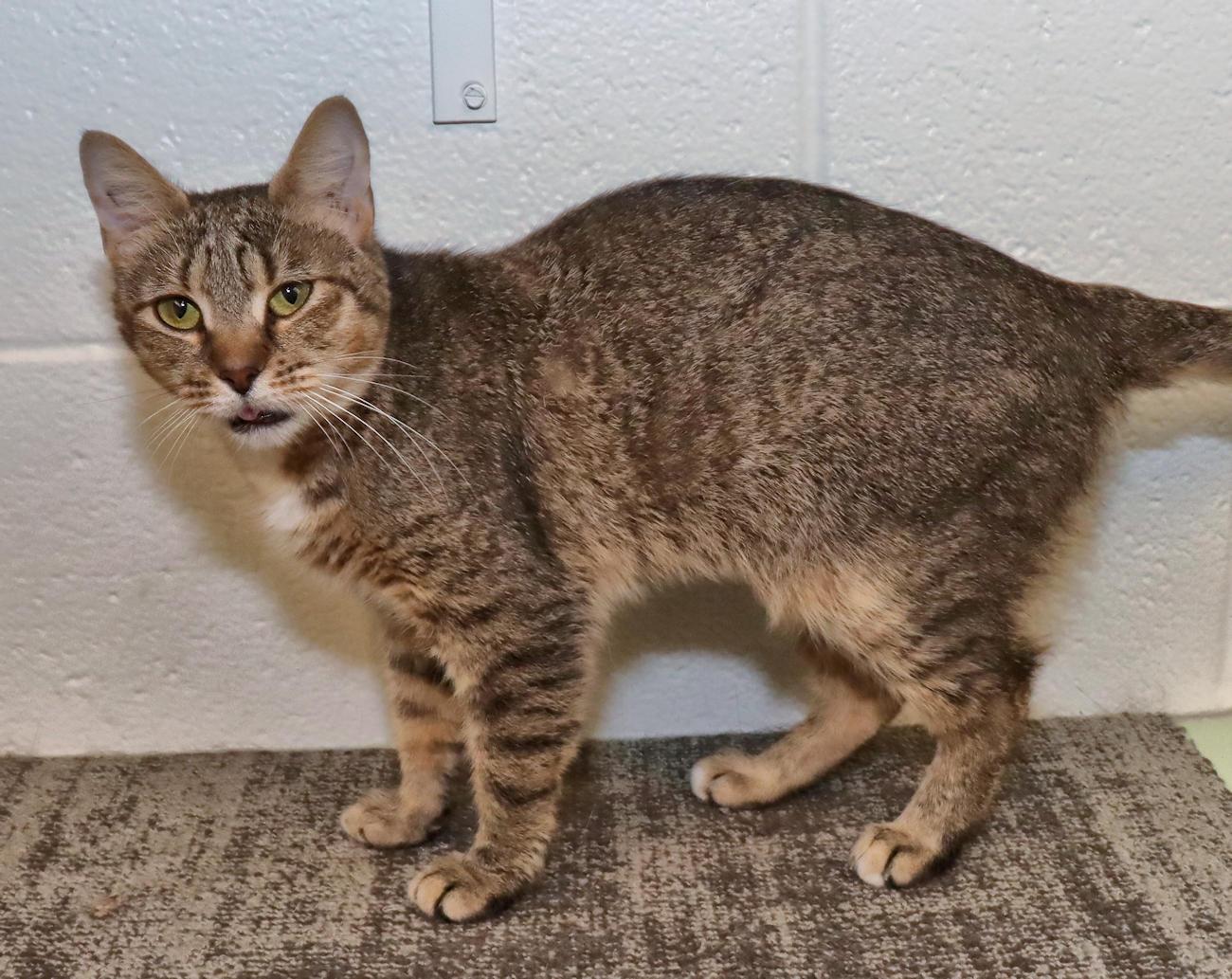 Maple, an adopted Tabby in Euclid, OH image 3/6