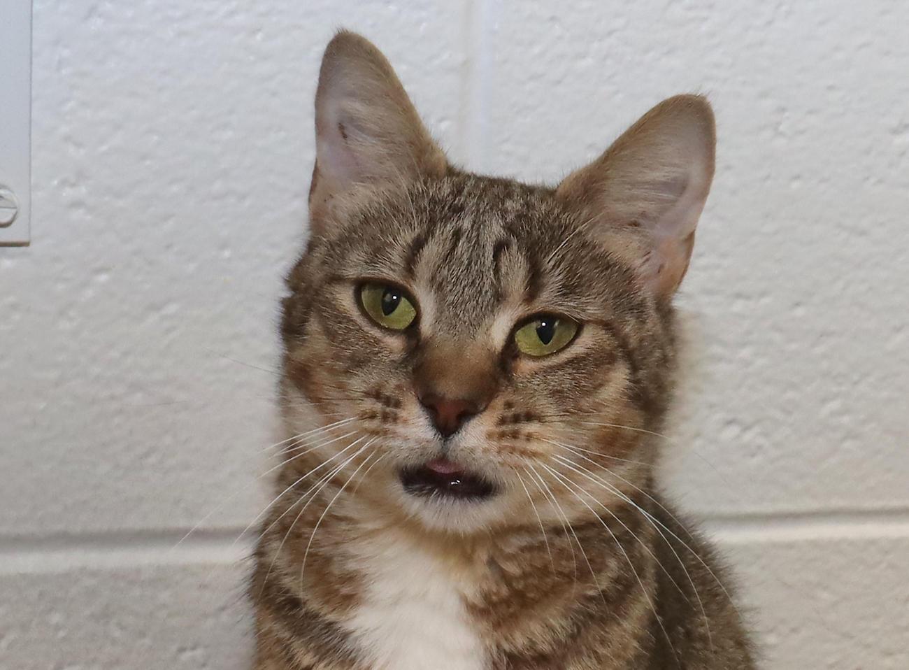 Maple, an adopted Tabby in Euclid, OH image 1/6