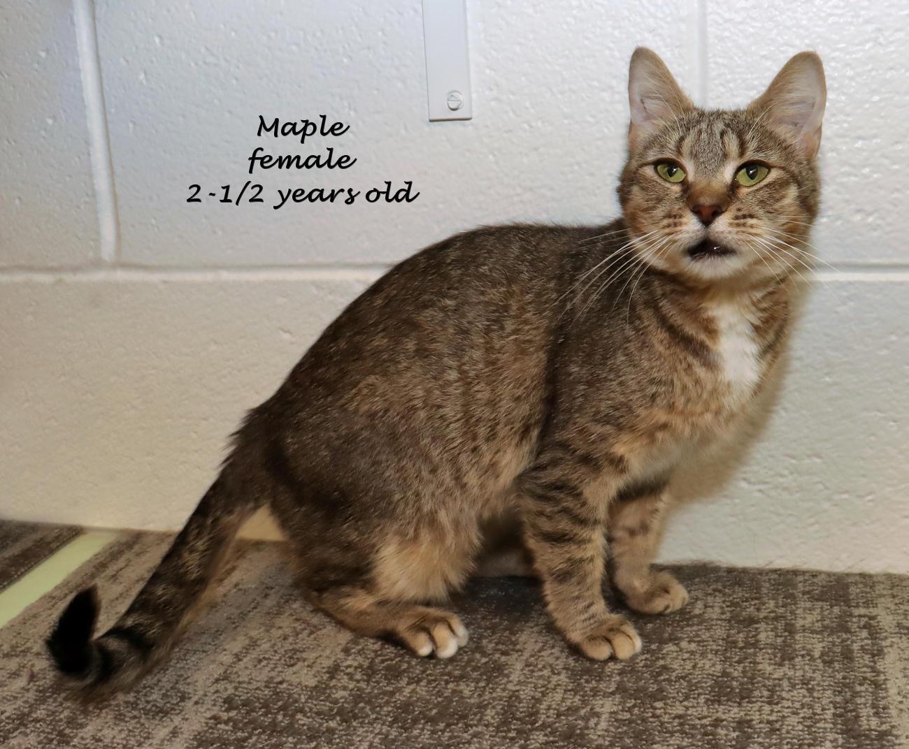 Maple, an adopted Tabby in Euclid, OH image 2/6