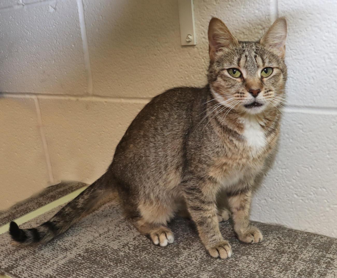 Maple, an adopted Tabby in Euclid, OH image 4/6