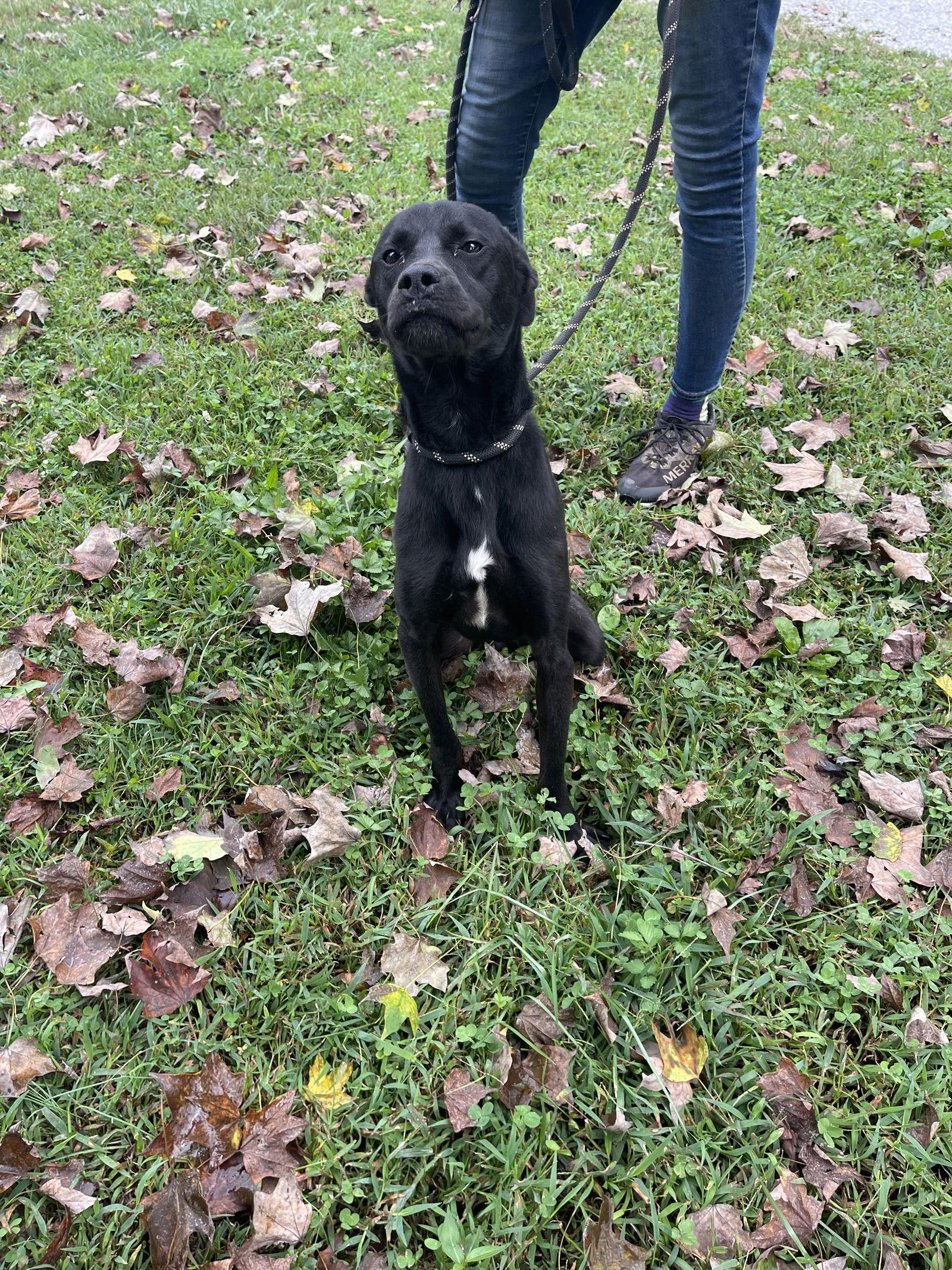 Enlarge Tucker, a Adoptable Labrador Retriever in Sparta, TN image 1/1