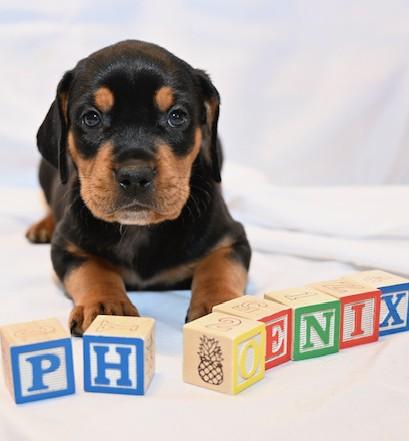 Phoenix, Adopted, Puppy Male Mixed Breed.