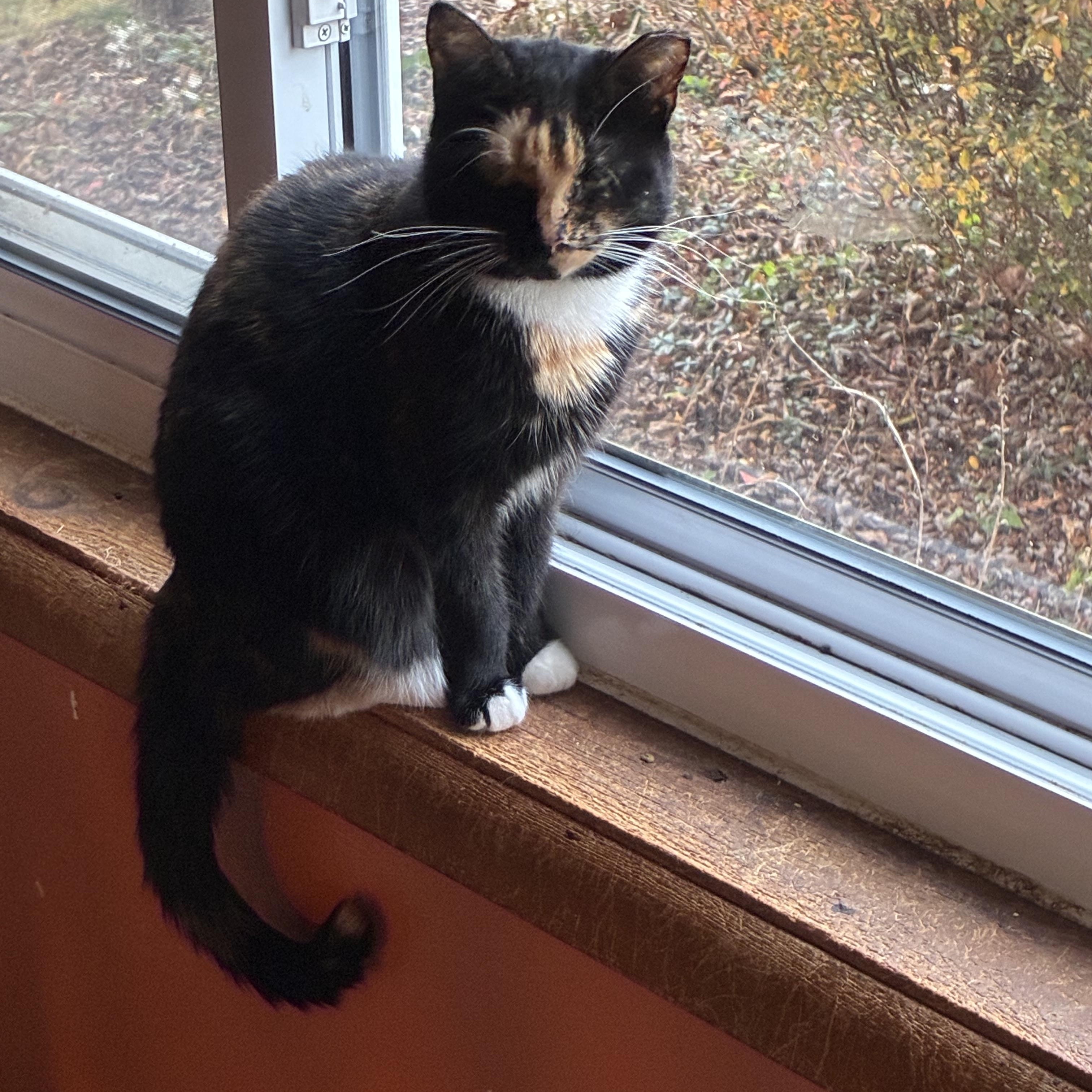 Moonbeam, ADOPTABLE, Adult Female Domestic Short Hair & Calico.