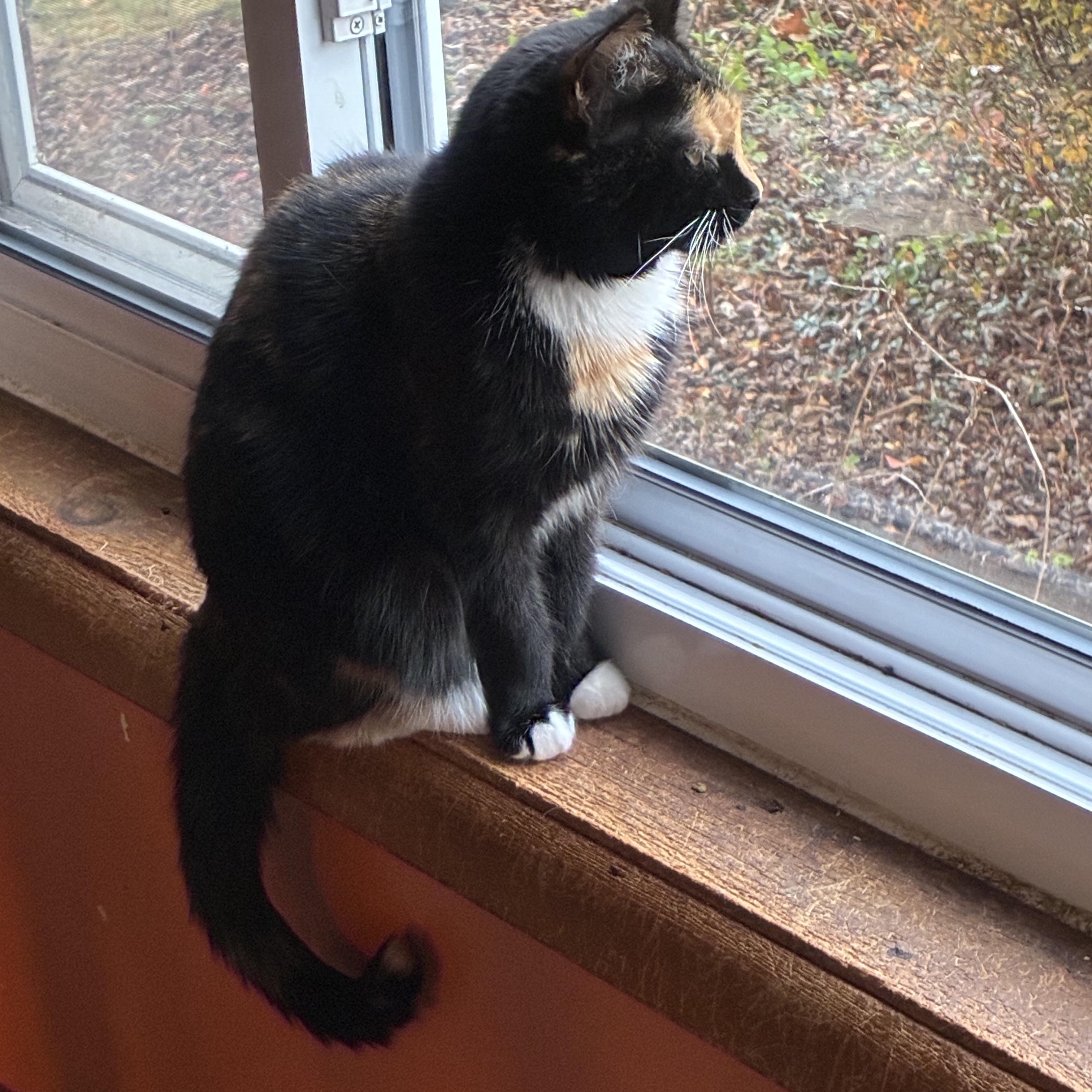 Moonbeam, a ADOPTABLE mixed breed in Stahlstown, PA image 2/3