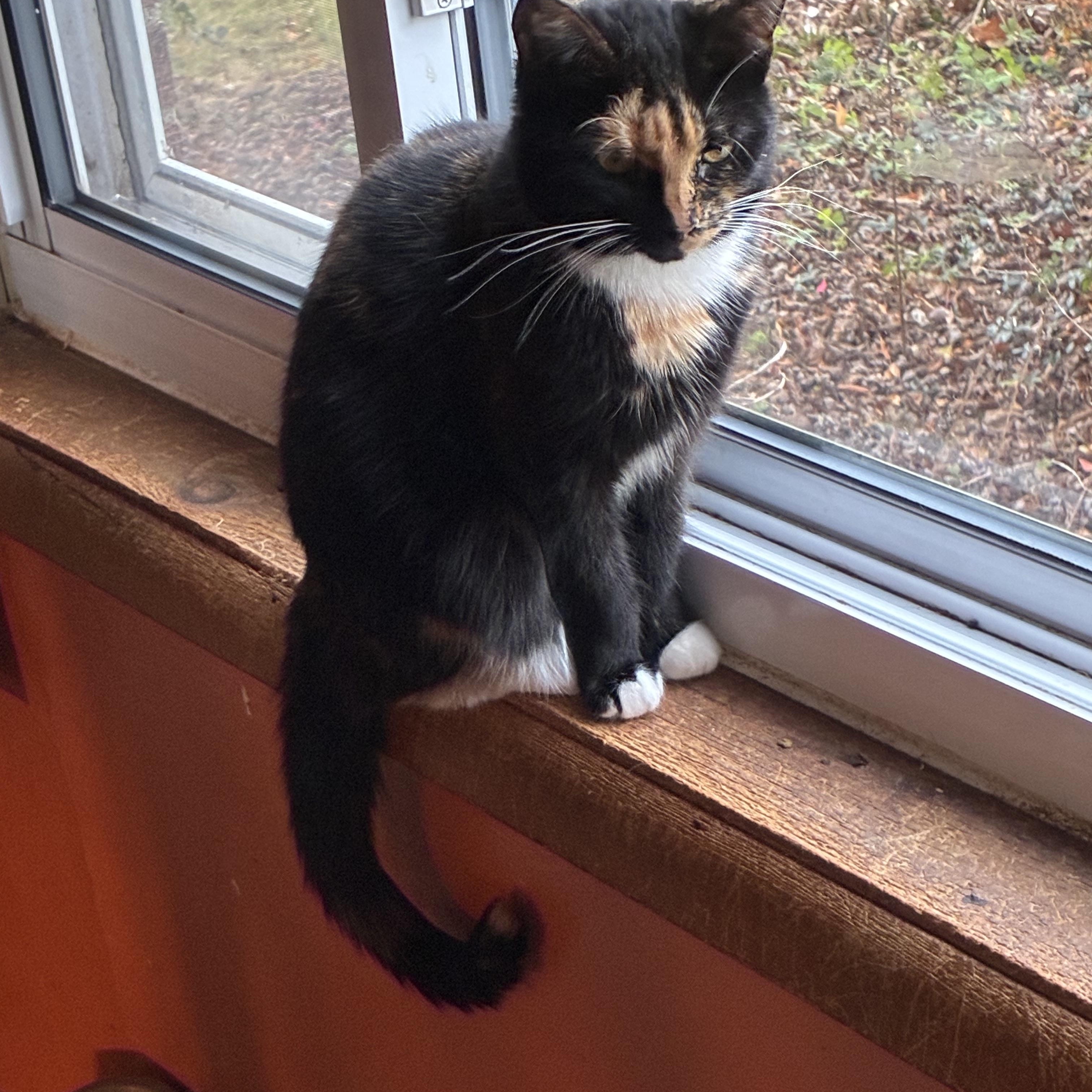 Moonbeam, a ADOPTABLE mixed breed in Stahlstown, PA image 3/3