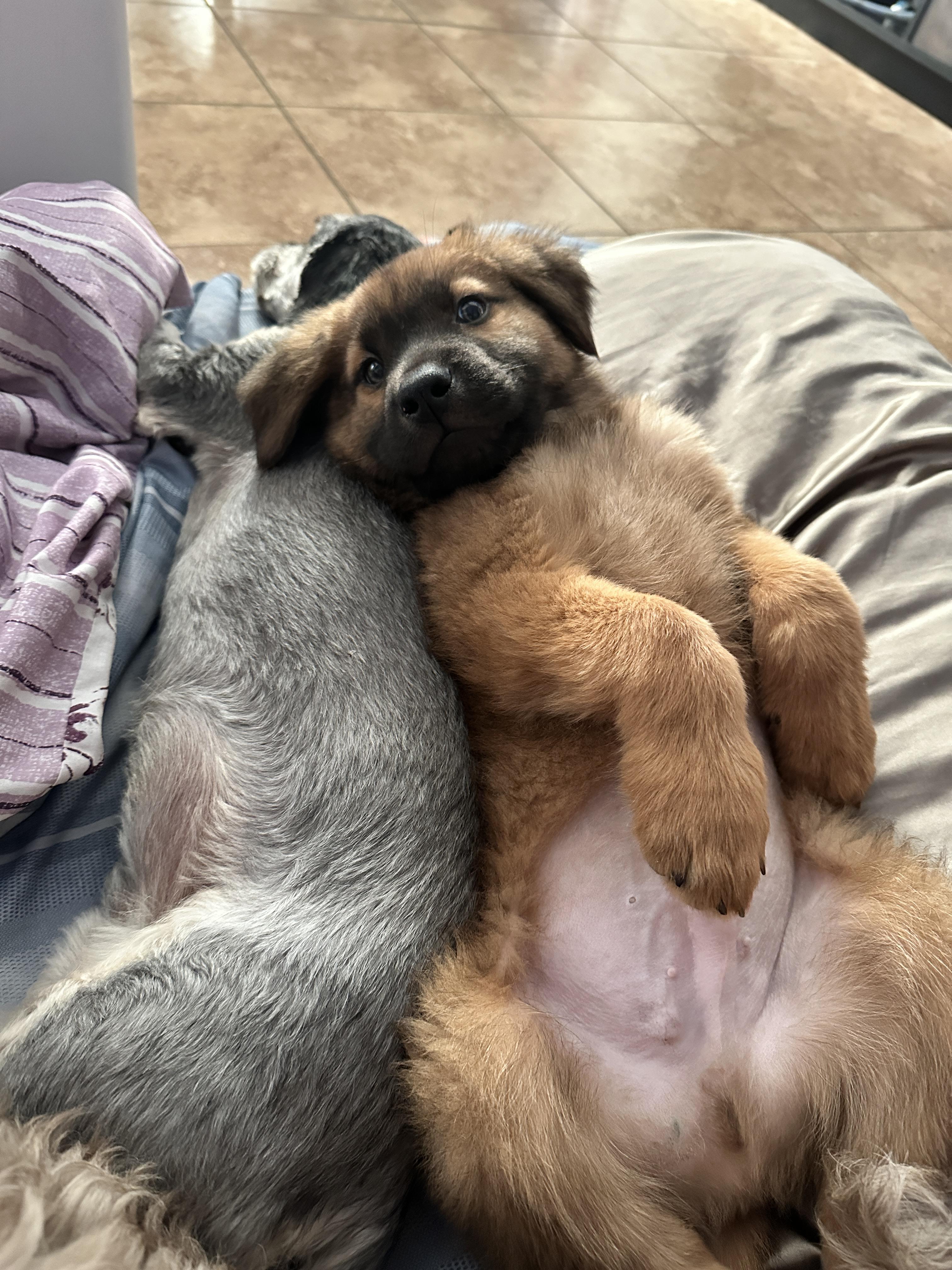 Enlarge Lil Bear, a Adopted mixed breed in Tucson, AZ image 2/5