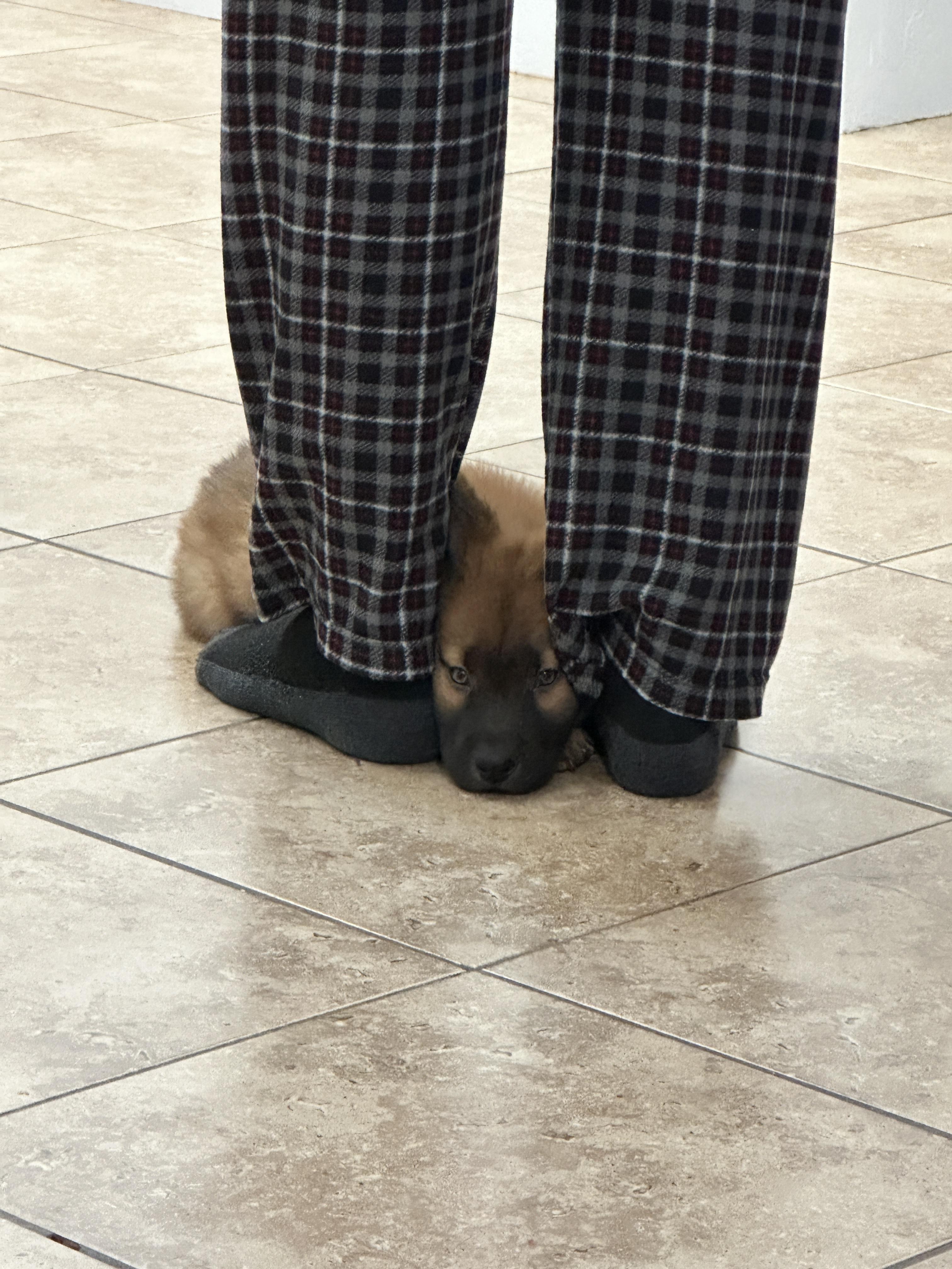 Enlarge Lil Bear, a Adopted mixed breed in Tucson, AZ image 3/5
