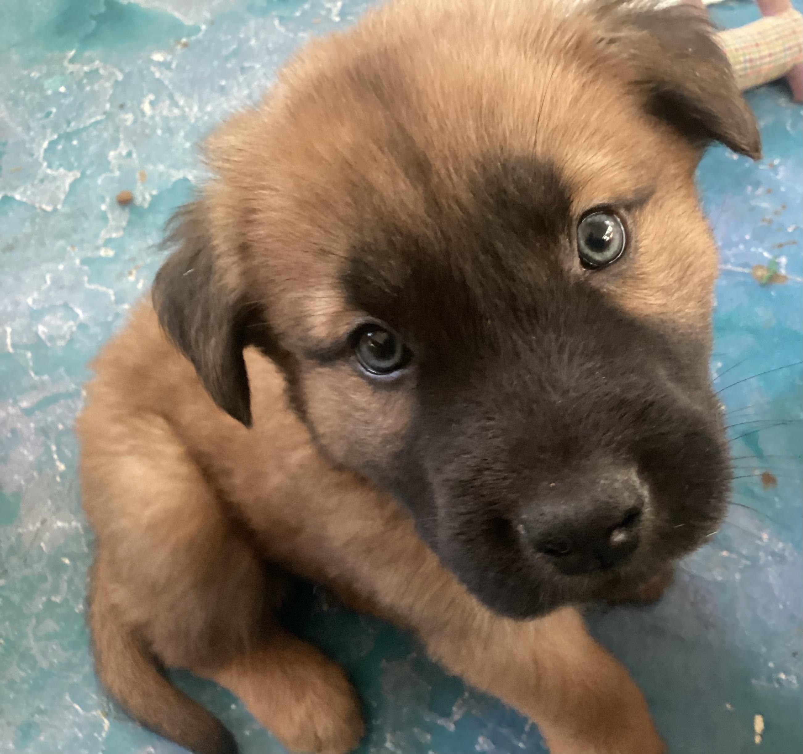 Enlarge Lil Bear, a Adopted mixed breed in Tucson, AZ image 4/5
