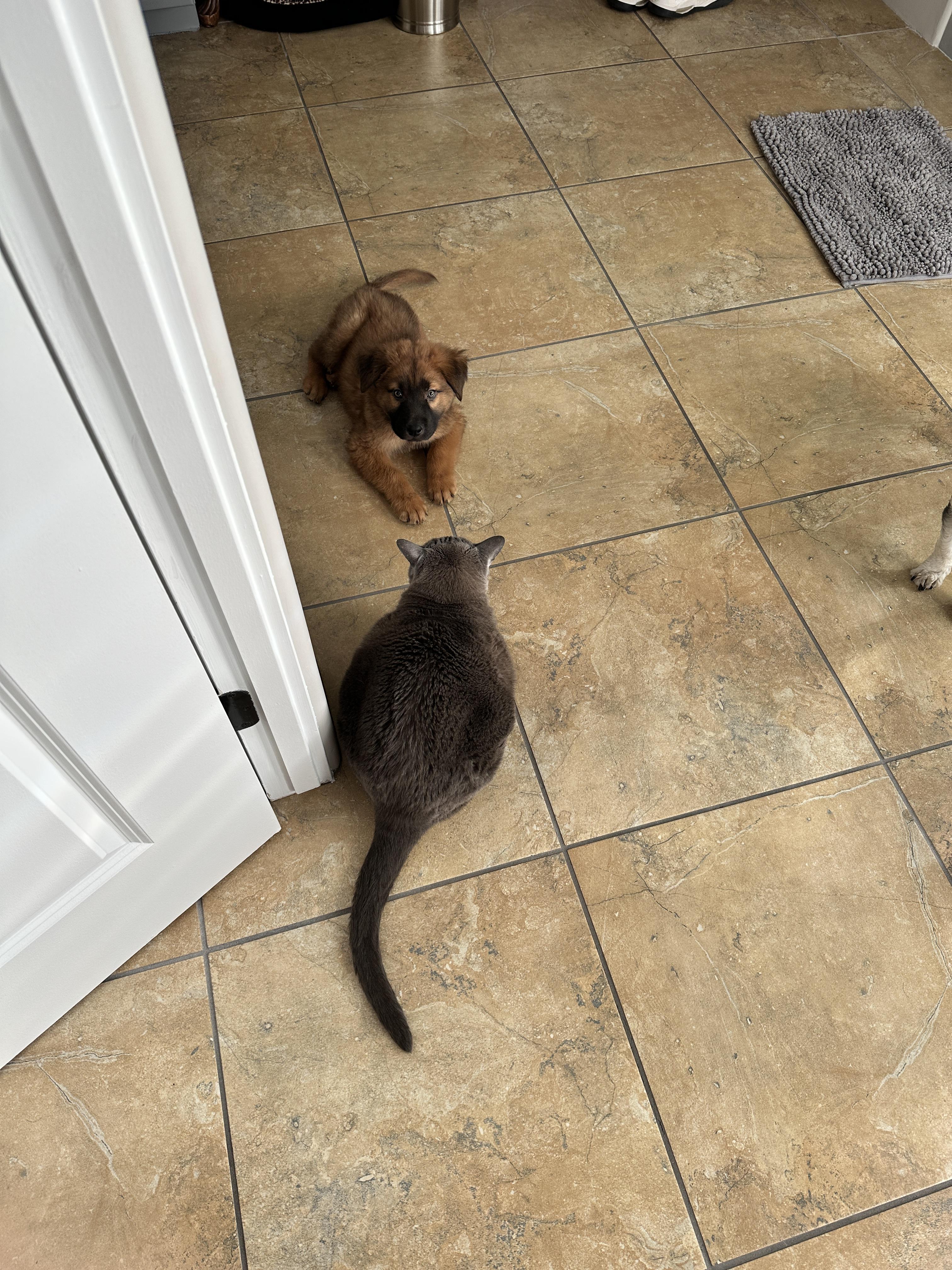 Enlarge Lil Bear, a Adopted mixed breed in Tucson, AZ image 5/5
