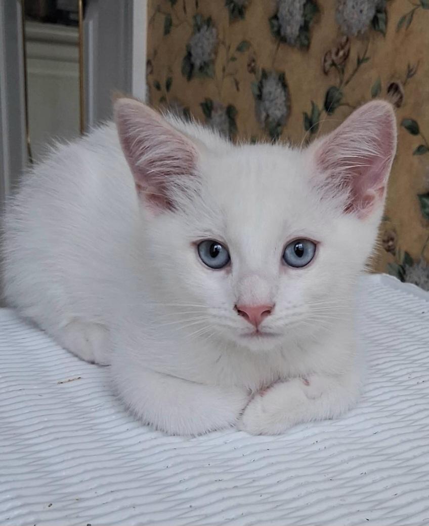 Lambchop, an adopted Siamese in Greenville, NC image 2/6
