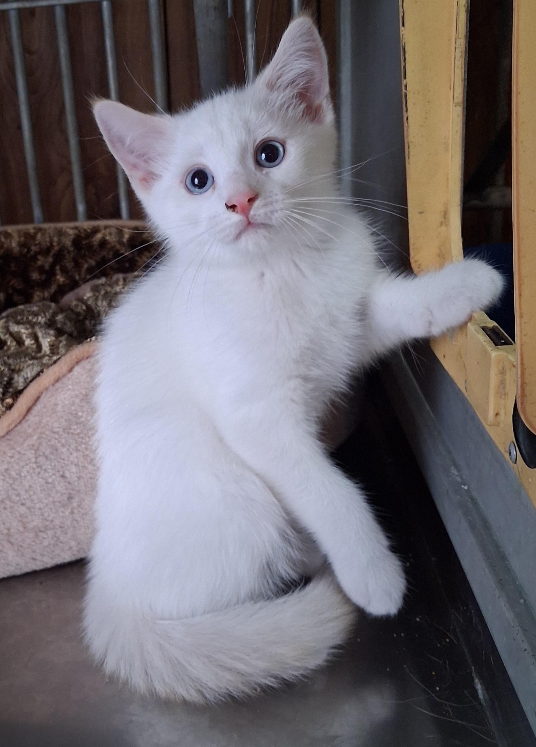 Lambchop, an adopted Siamese in Greenville, NC image 4/6