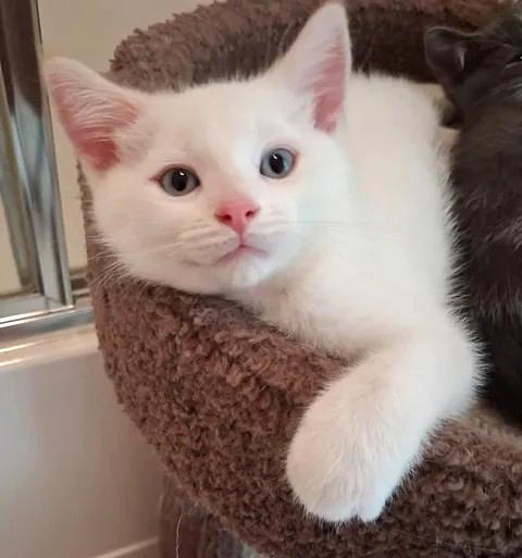 Lambchop, adopted, Kitten Male Siamese.