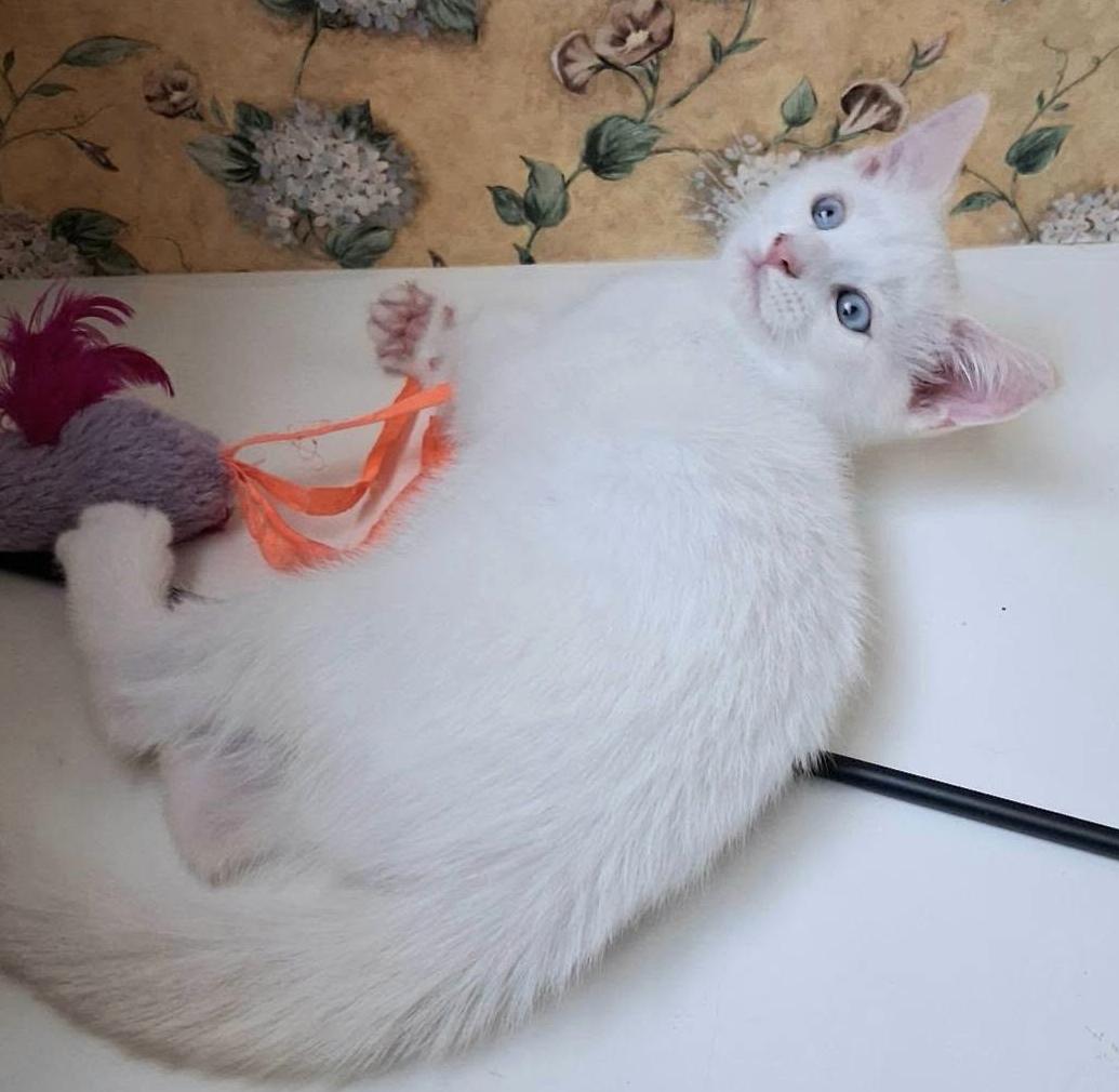 Lambchop, an adopted Siamese in Greenville, NC image 6/6