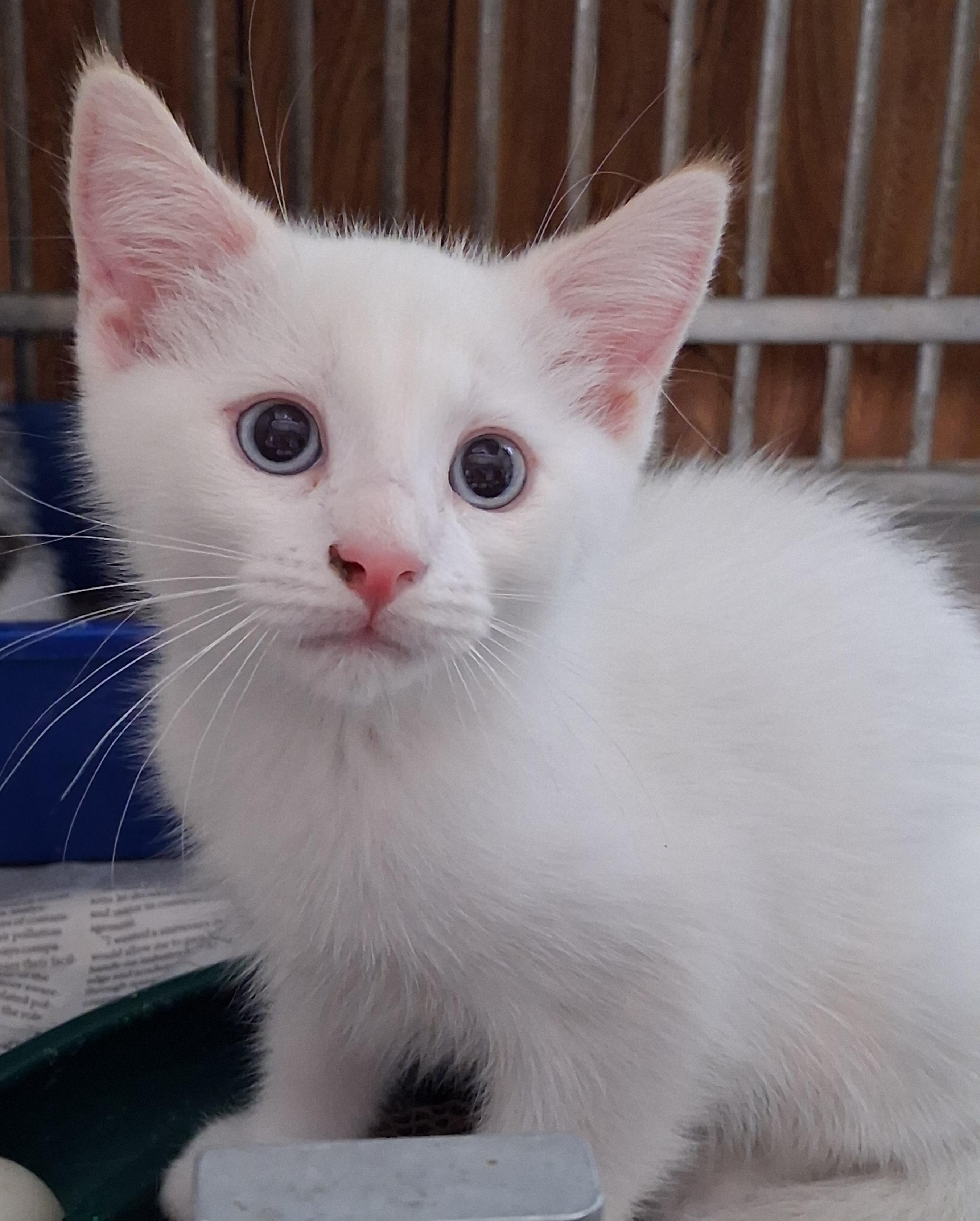 Lambchop, an adopted Siamese in Greenville, NC image 3/6