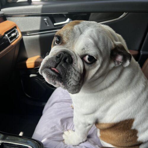 Thor, Adoptable, Adult Male English Bulldog.