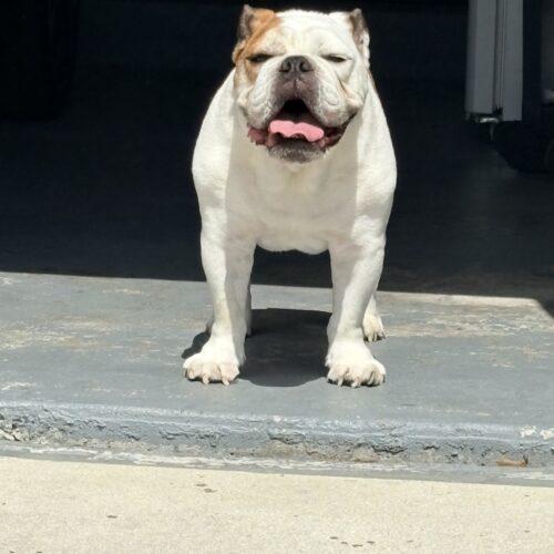 Thor, a Adoptable English Bulldog in Plantation, FL image 2/4