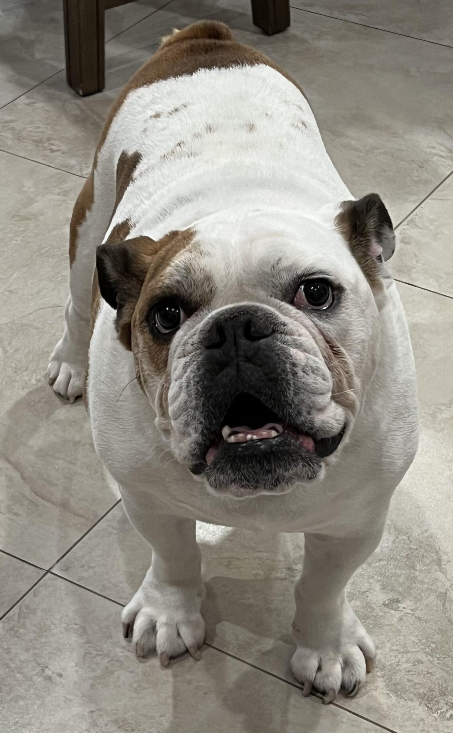 Enlarge Thor, a Adoptable English Bulldog in Plantation, FL image 3/4