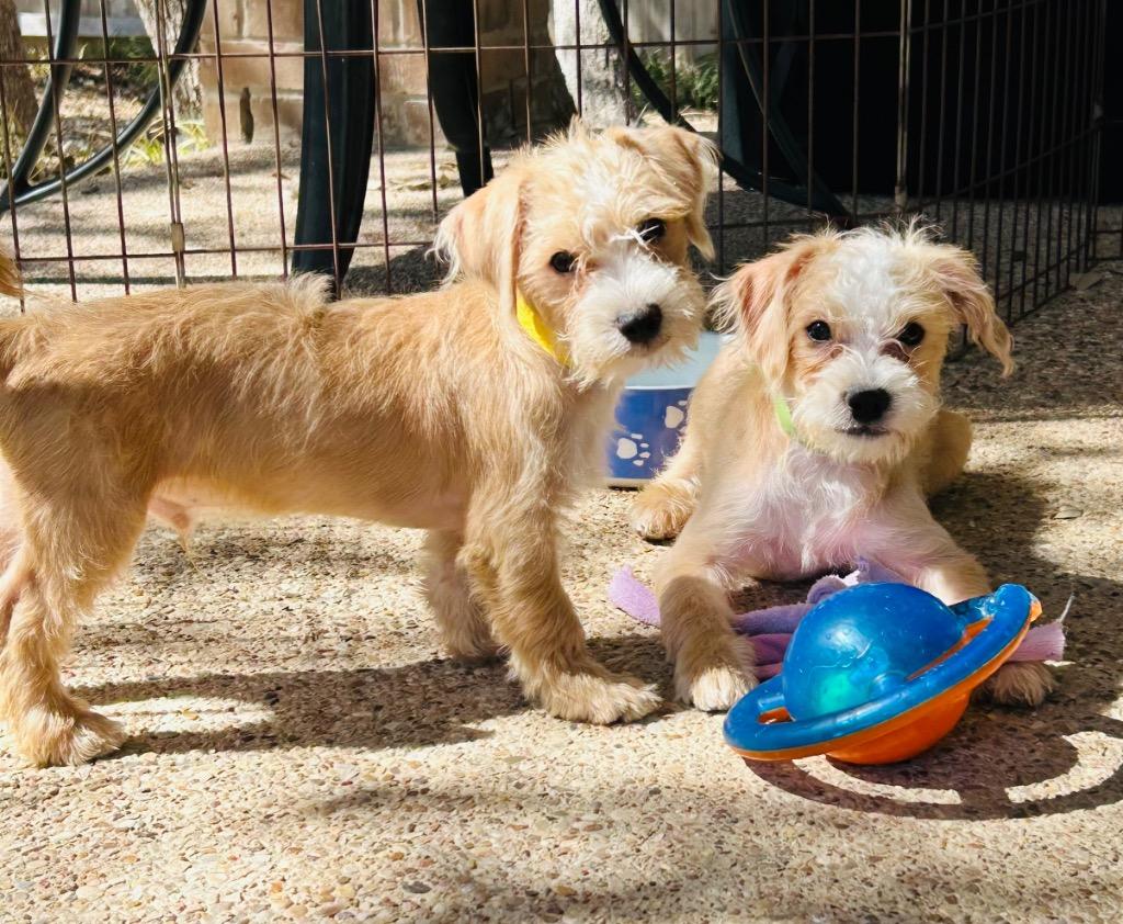 Enlarge Wesley, a Adopted Terrier in Leander, TX image 1/6