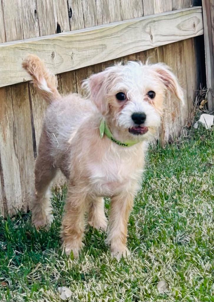 Enlarge Wesley, a Adopted Terrier in Leander, TX image 2/6