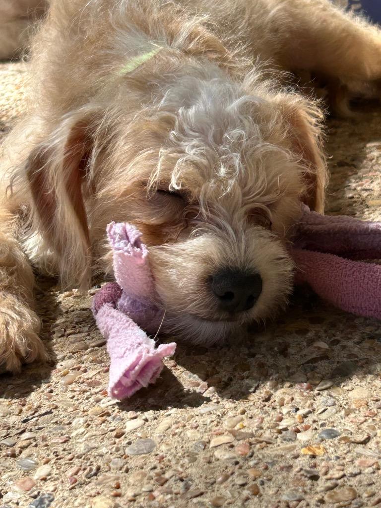 Enlarge Wesley, a Adopted Terrier in Leander, TX image 3/6