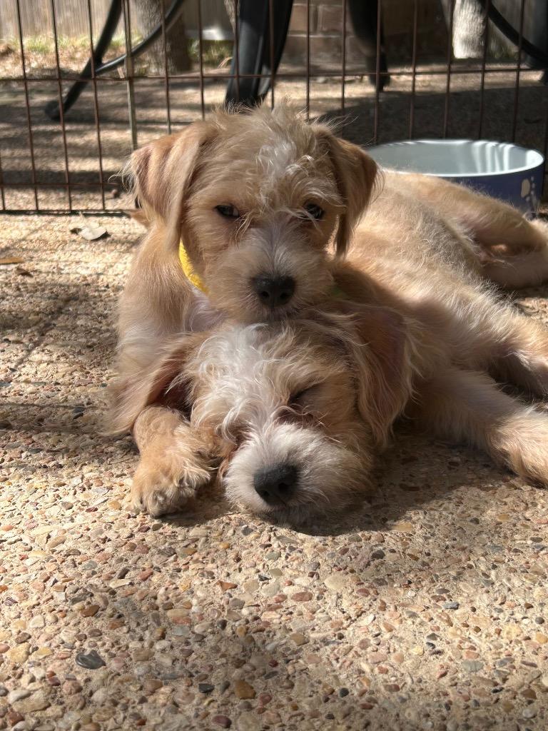 Enlarge Wesley, a Adopted Terrier in Leander, TX image 4/6