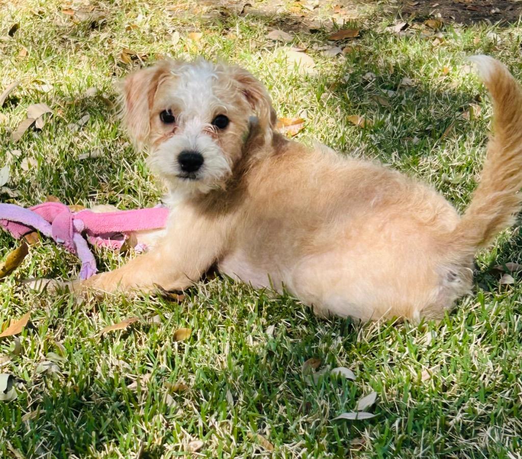 Enlarge Wesley, a Adopted Terrier in Leander, TX image 5/6