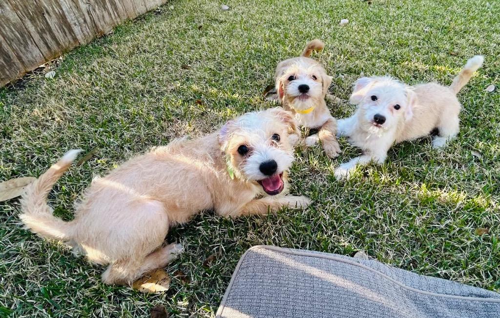 Enlarge Wesley, a Adopted Terrier in Leander, TX image 6/6