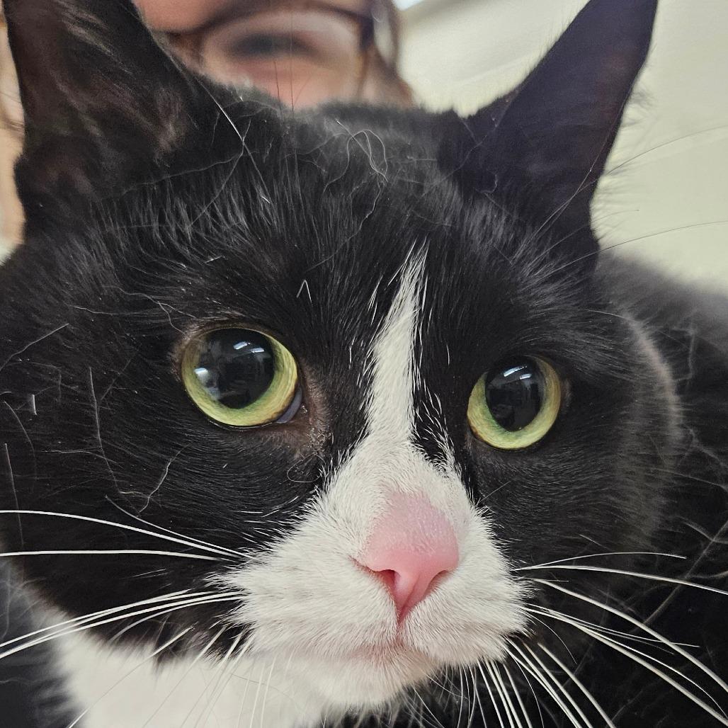 Kitty Kitty, Adoptable, Adult Female Domestic Short Hair.